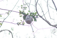 Brachygastra mellifica