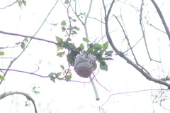 Brachygastra mellifica