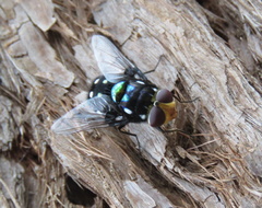 Chrysorutilia