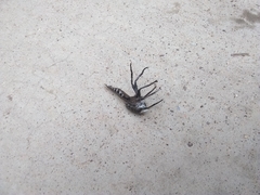 Promachus nigrialbus