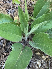 Silphium mohrii