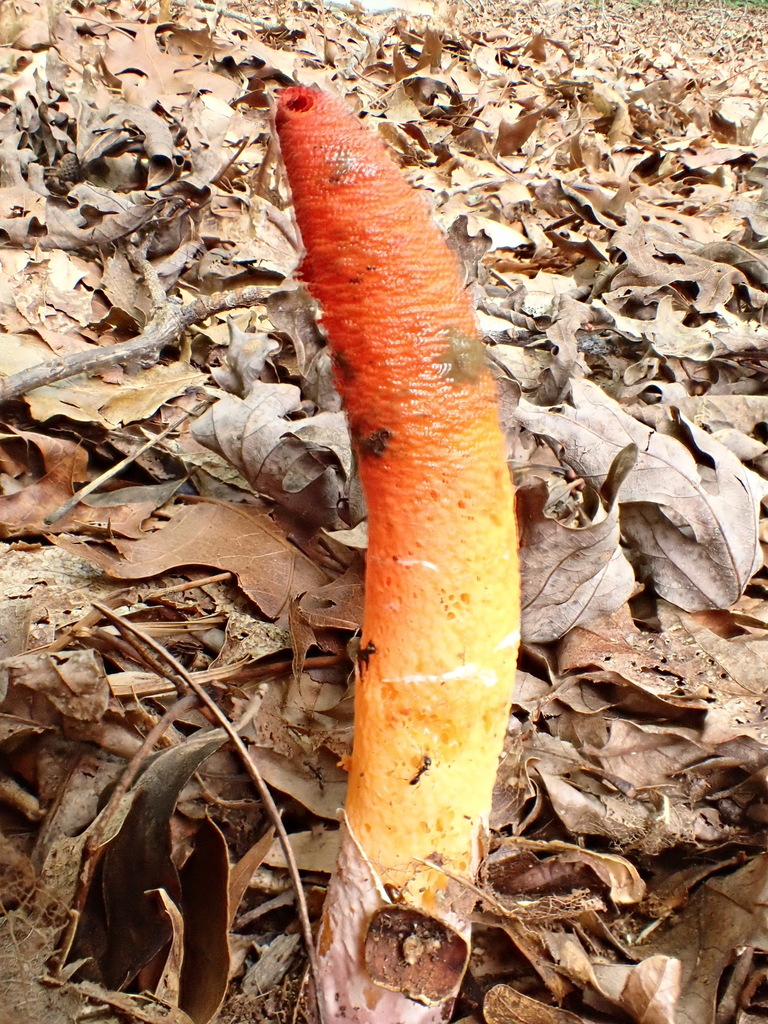 devil's dipstick · August 2026 · photo: Photo: (c) Paul Bedell, some rights reserved (CC BY-SA) · iNaturalist