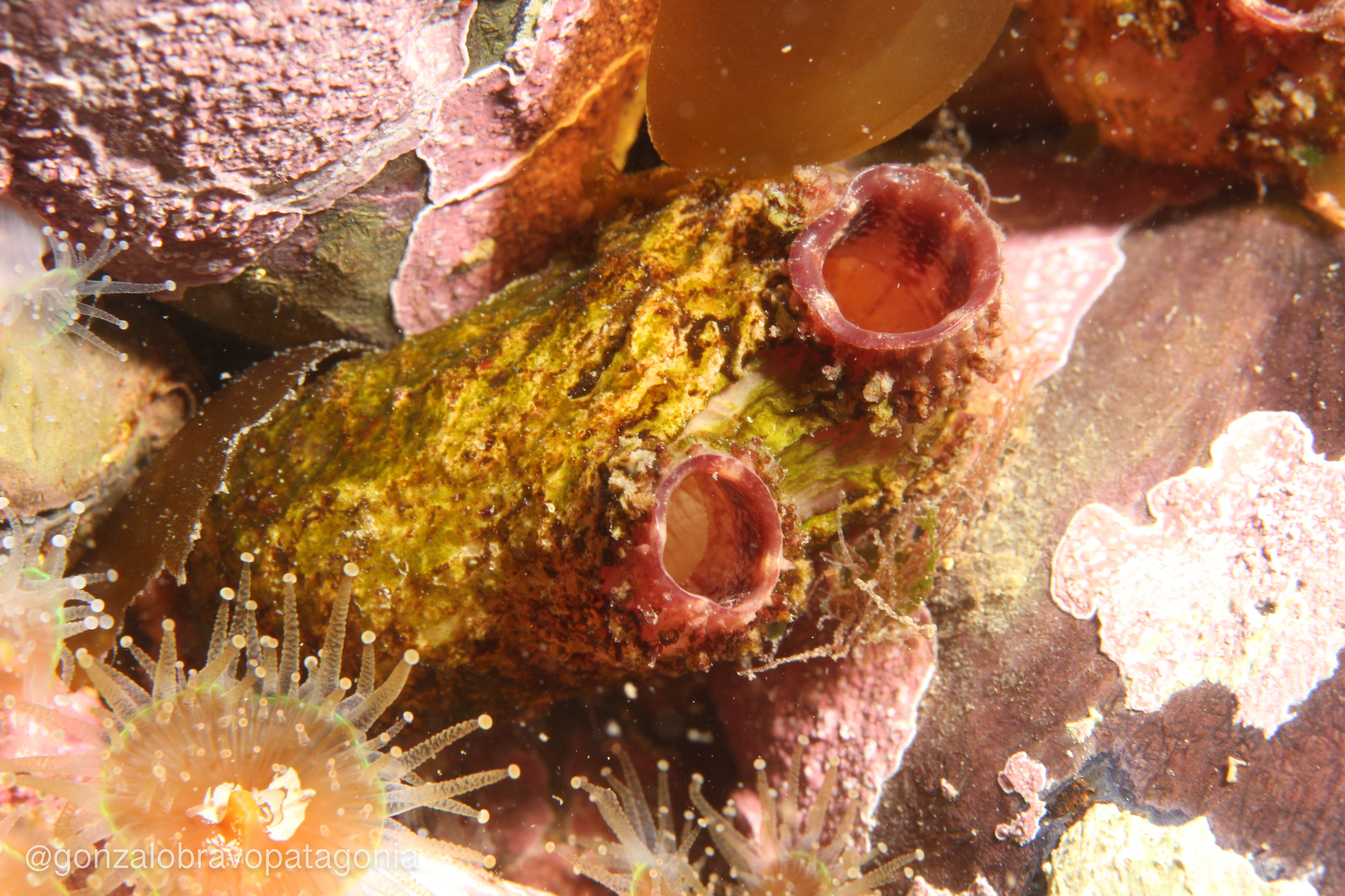 Asterocarpa humilis (Heller, 1878)