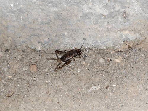 Japanese Burrowing Cricket
