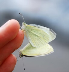 Pieris rapae