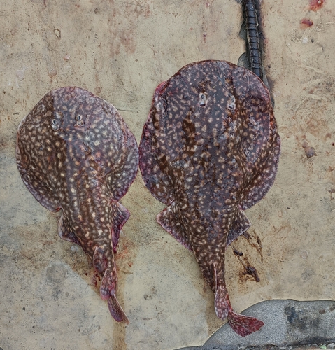 Leopard numbfish (Narcine leoparda) — Narcinidae — 4