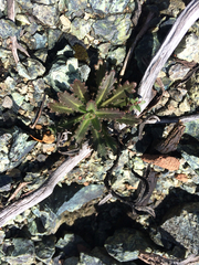 Streptanthus glandulosus pulchellus