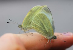 Pieris rapae