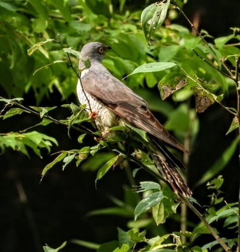 Common Cuckoo