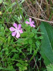 Phlox cuspidata