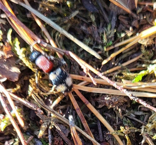 Large Velvet Ant
