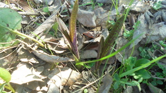 Dactylorhiza incarnata cruenta