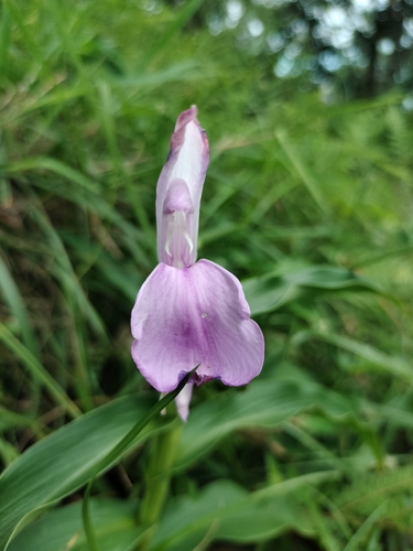 Roscoea purpurea