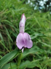 Roscoea purpurea