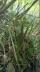 Dactylorhiza incarnata cruenta