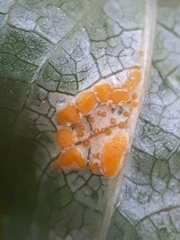 Melampsora rostrupii