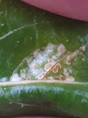 Melampsora rostrupii