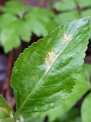 Melampsora rostrupii