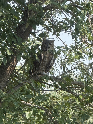 Great Horned Owl
