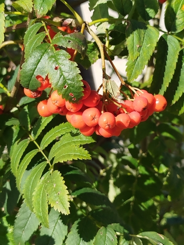 European mountain ash