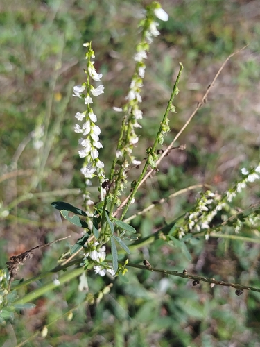 White Sweetclover