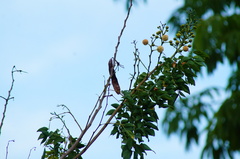 Leucaena macrophylla