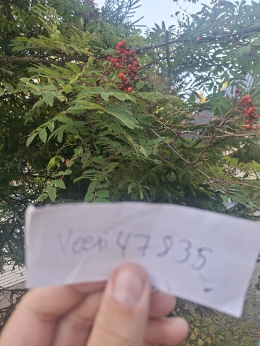 European mountain ash