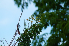 Leucaena macrophylla