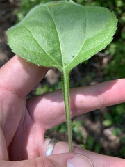 Helianthus silphioides
