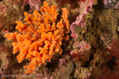Clathria