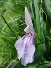 Roscoea purpurea, photograph (c) Jagdish Singh Negi, some rights reserved (CC BY)