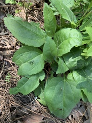 Helianthus silphioides