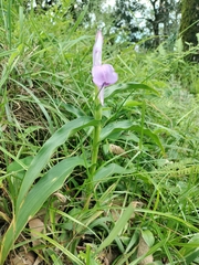 Roscoea purpurea, photograph (c) Jagdish Singh Negi, some rights reserved (CC BY)
