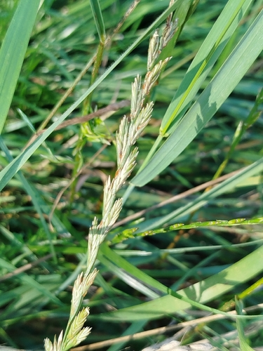 Perennial Ryegrass