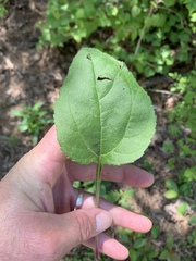 Helianthus silphioides