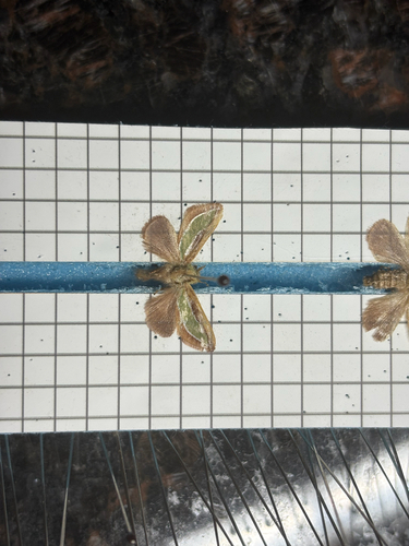 Caiella undulata