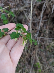 Ribes oxyacanthoides