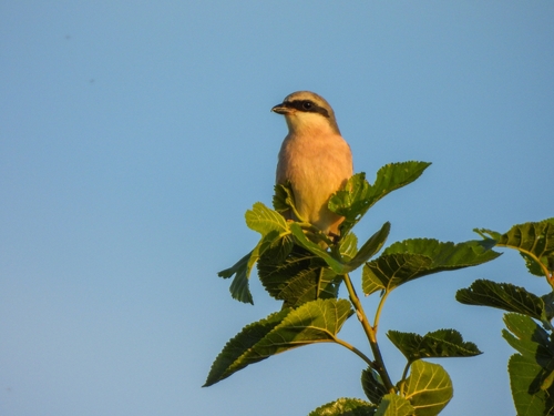 Red-backed Shrike