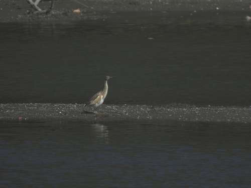 Squacco Heron