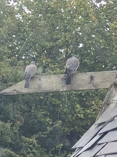 Common Wood-Pigeon
