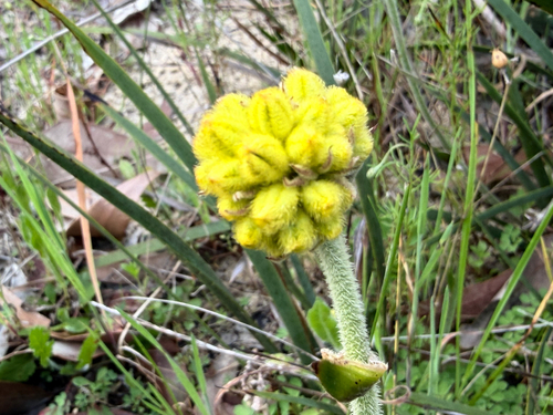 Conostylis aculeata, photograph 6