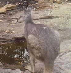 Osphranter robustus robustus