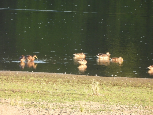 Mallard