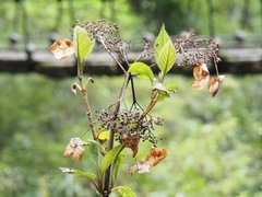 Hydrangea anomala