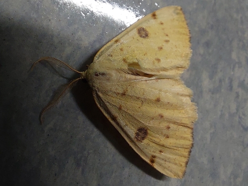 Sulphur Moth