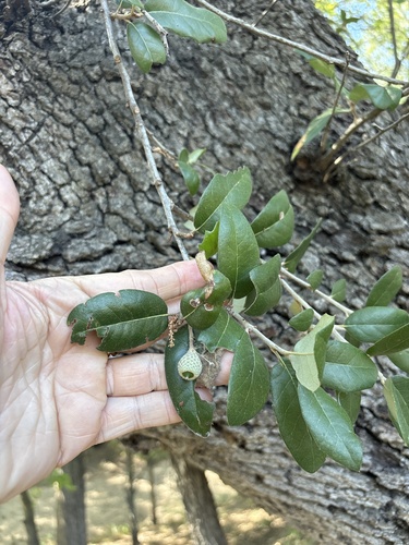 Quercus fusiformis, photograph 6