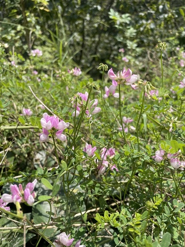 purple crownvetch