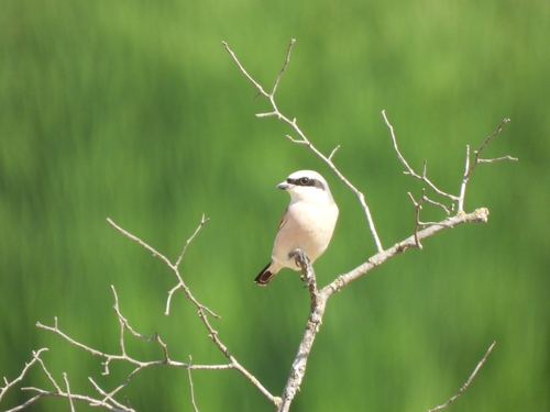 Red-backed Shrike