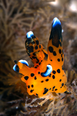 Thecacera