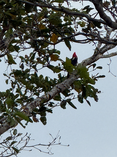 Lineated Woodpecker